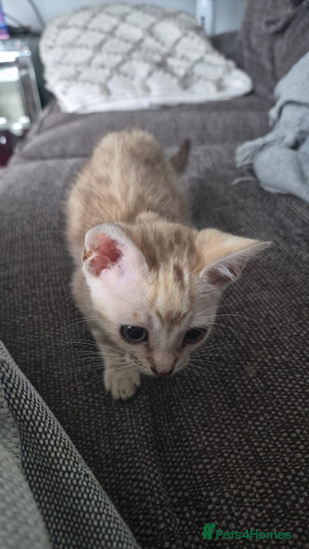 Bengal cats for sale: Beautiful bengal kittens  - Advert 13