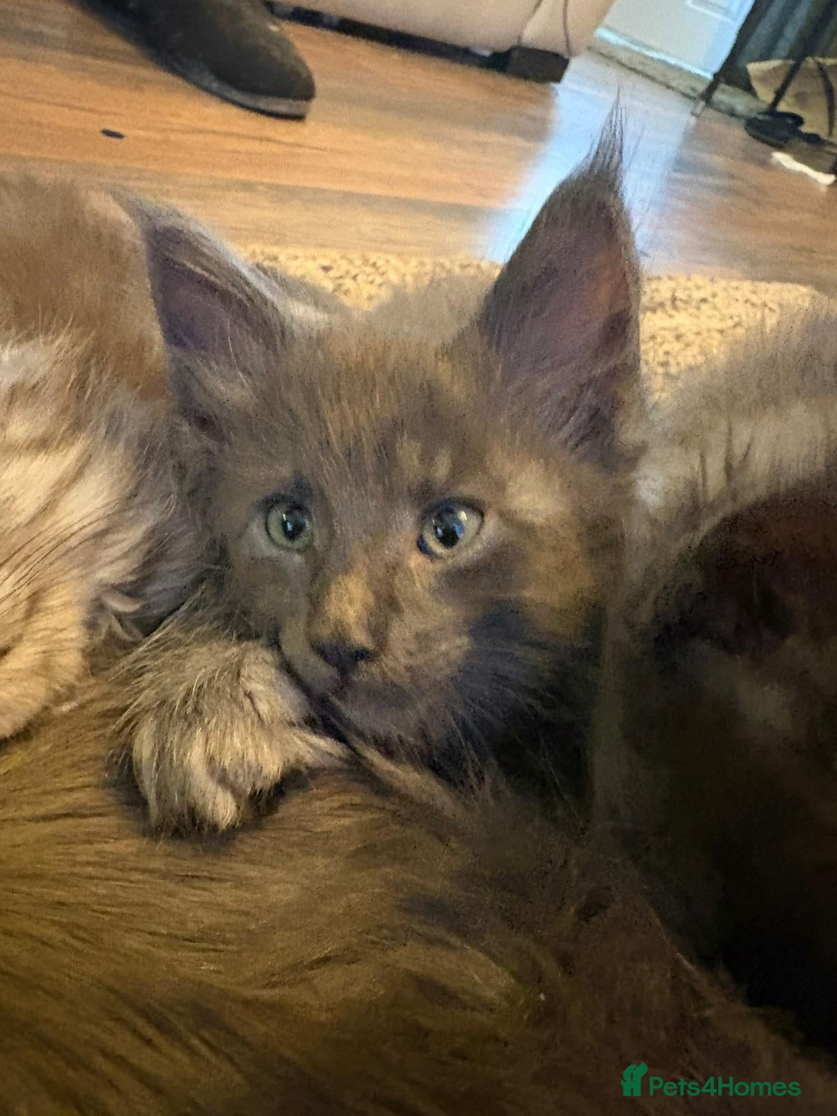 Maine Coon cats GCCF registered Blue  Maine coon litter  - Advert 9