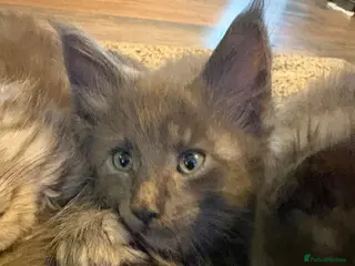 Maine Coon cats GCCF registered Blue Maine coon litter - Advert 9