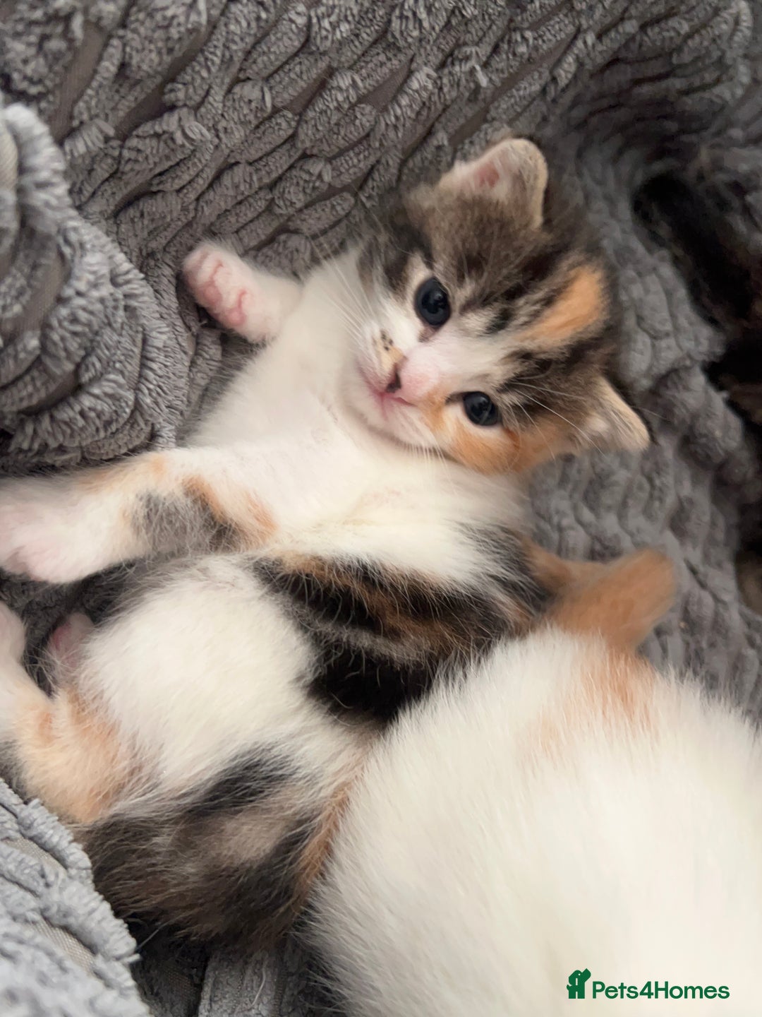 Mixed Breed cats for sale: Mixed breed kittens loving for their forever home - Advert 27