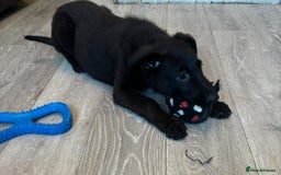 Mixed Breed dogs for sale: Standard poodle Cross German shephard   - Image 16