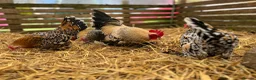 Chickens poultry for sale: Sablepoot hatching eggs, chicks, growers, hens - Advert 7
