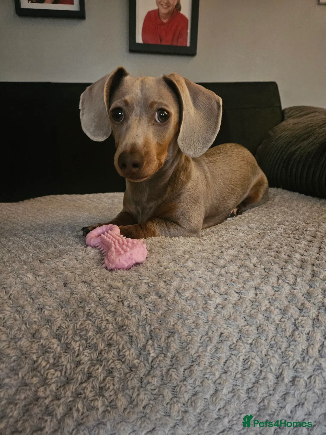 Miniature Dachshund dogs for sale: 8 month old miniature dachshund  - Advert 5