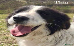 Mixed Breed dogs for adoption: Thia, approx 15 mnths old. Available for adoption  - Image 3