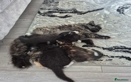 Mixed Breed cats for sale: Beautiful kittens  - Image 7