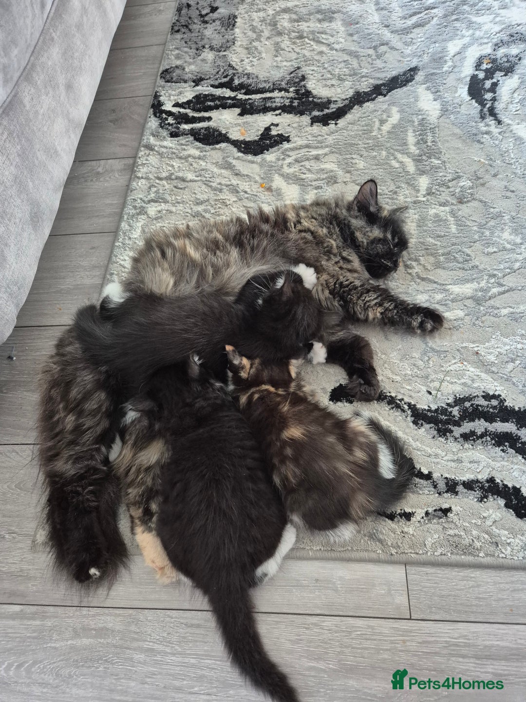 Mixed Breed cats for sale: Beautiful kittens  - Image 7