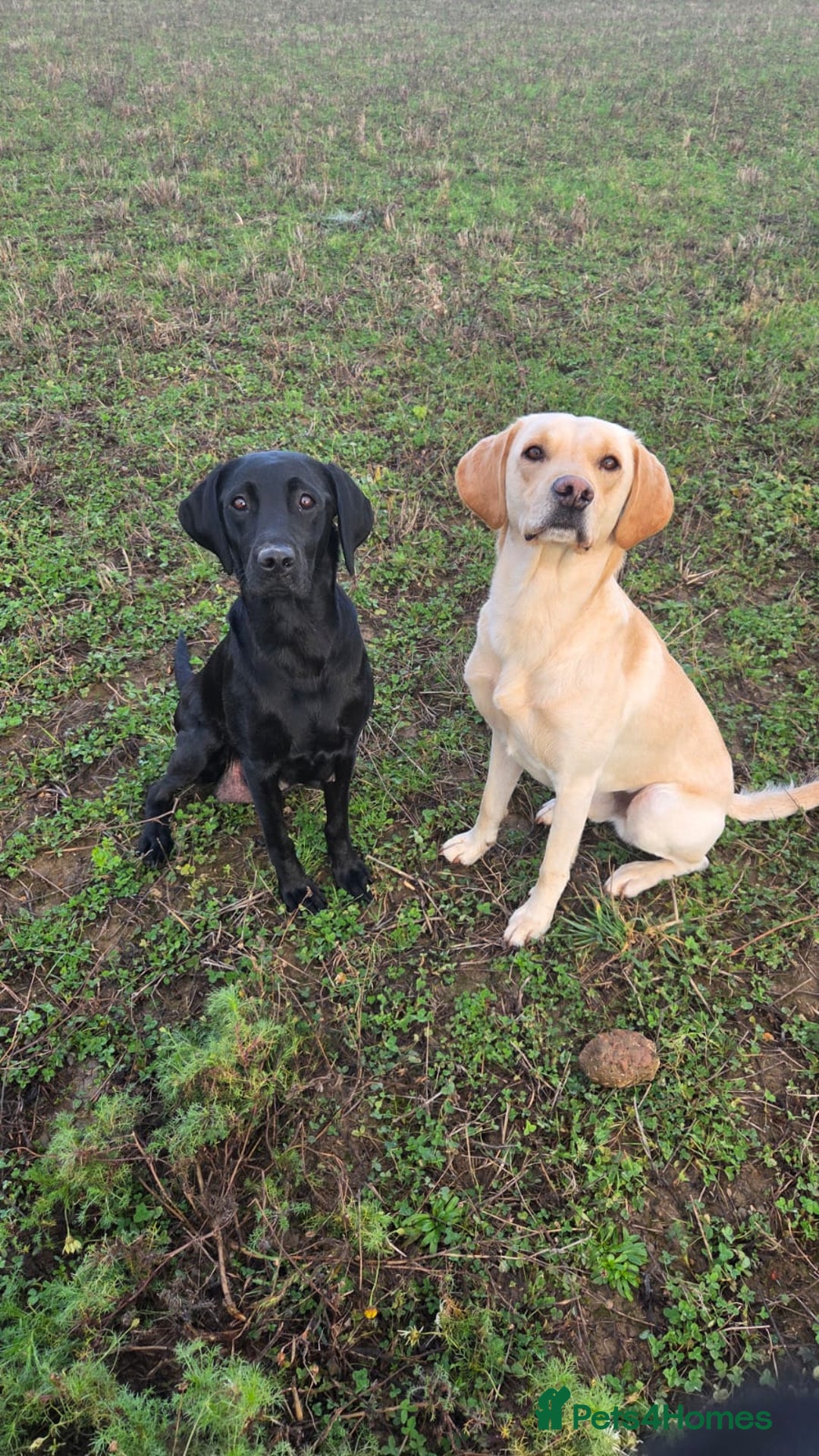 Labrador Retriever dogs for sale: KC registered Labrador boys for sale  - Advert 1