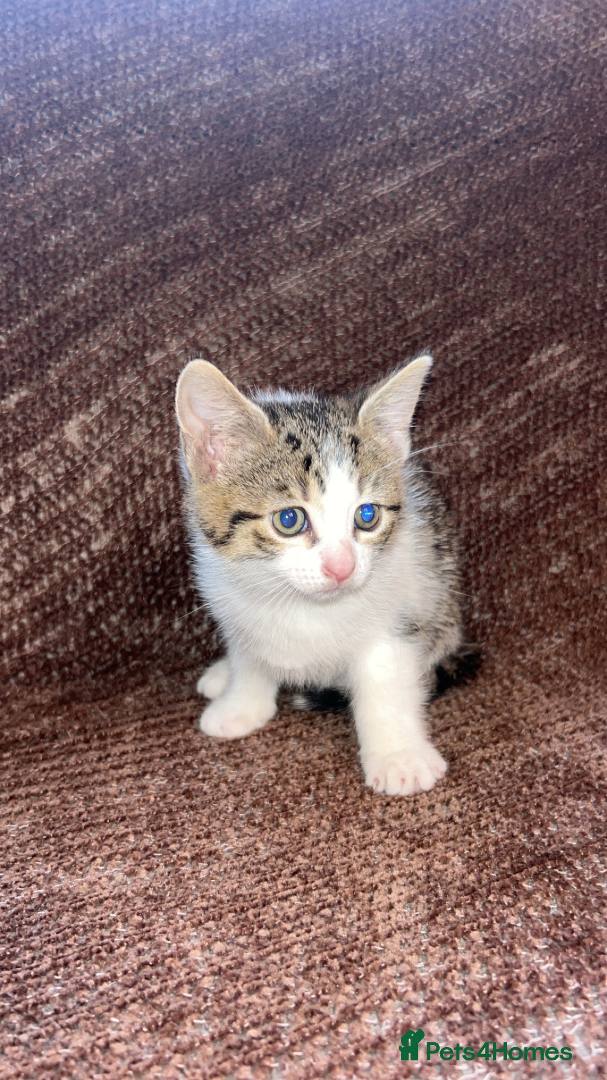 Mixed Breed cats Kittens  - Advert 1