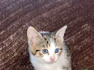 Mixed Breed cats Kittens - Advert 4