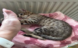 Bengal cats for sale: Bengal mix breed female kitten  - Image 5