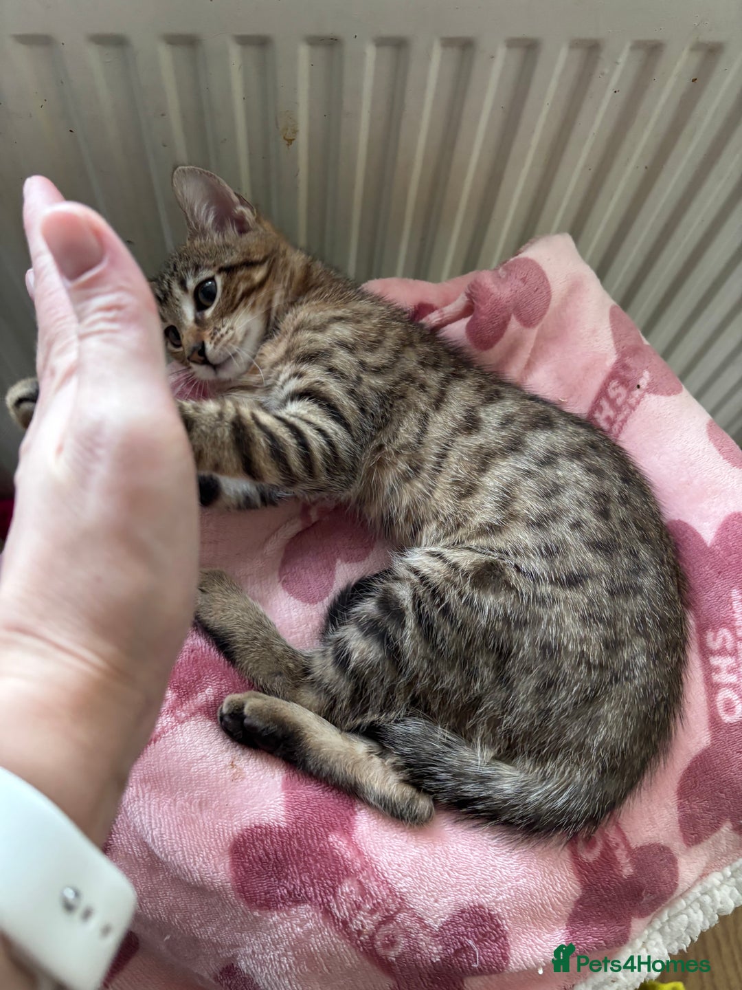 Bengal cats for sale: Bengal mix breed female kitten  - Image 5
