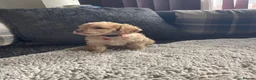Cockapoo dogs for sale: f1b miniature dna health tested cockerpoos  - Advert 12