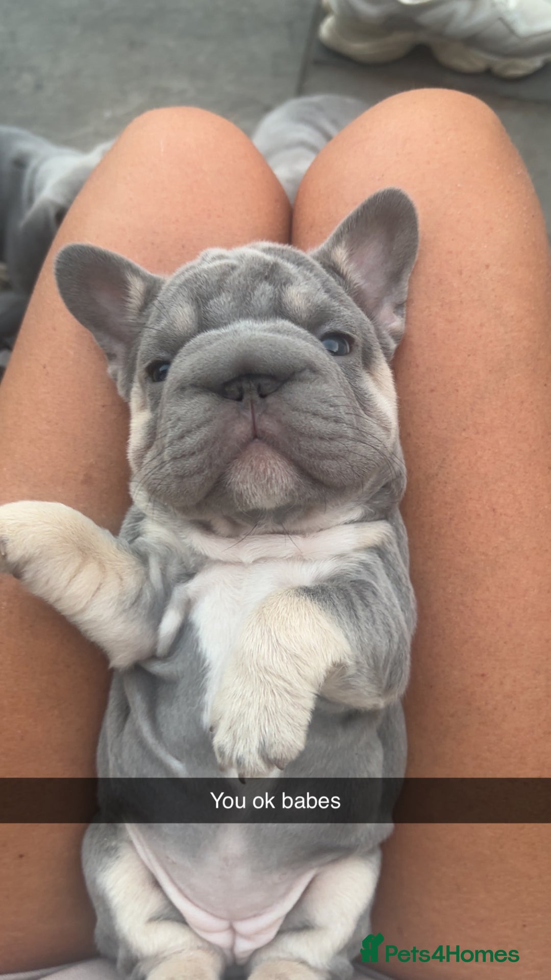 French Bulldog dogs for sale: French bulldog babies  - Image 26