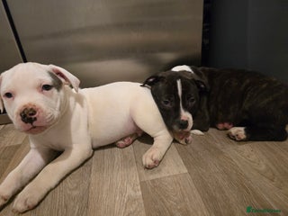 American Bull Staffy dogs Ready for collection! Staffordshire - Advert 1