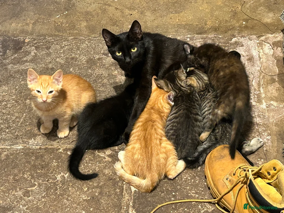 Mixed Breed cats for sale: Lovely litter of kittens. Ready now.  - Advert 8