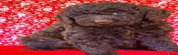 Australian Labradoodle dogs for sale: Australian labradoodles  - Advert 4
