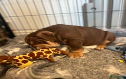 English Bulldog dogs for sale: One Beautiful Cuddly Girl Left 🏠💗 - Image 24