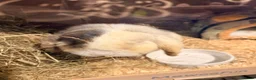 Mixed Breed rabbits for sale: Lop rabbit and 2 guinea pigs - Advert 2