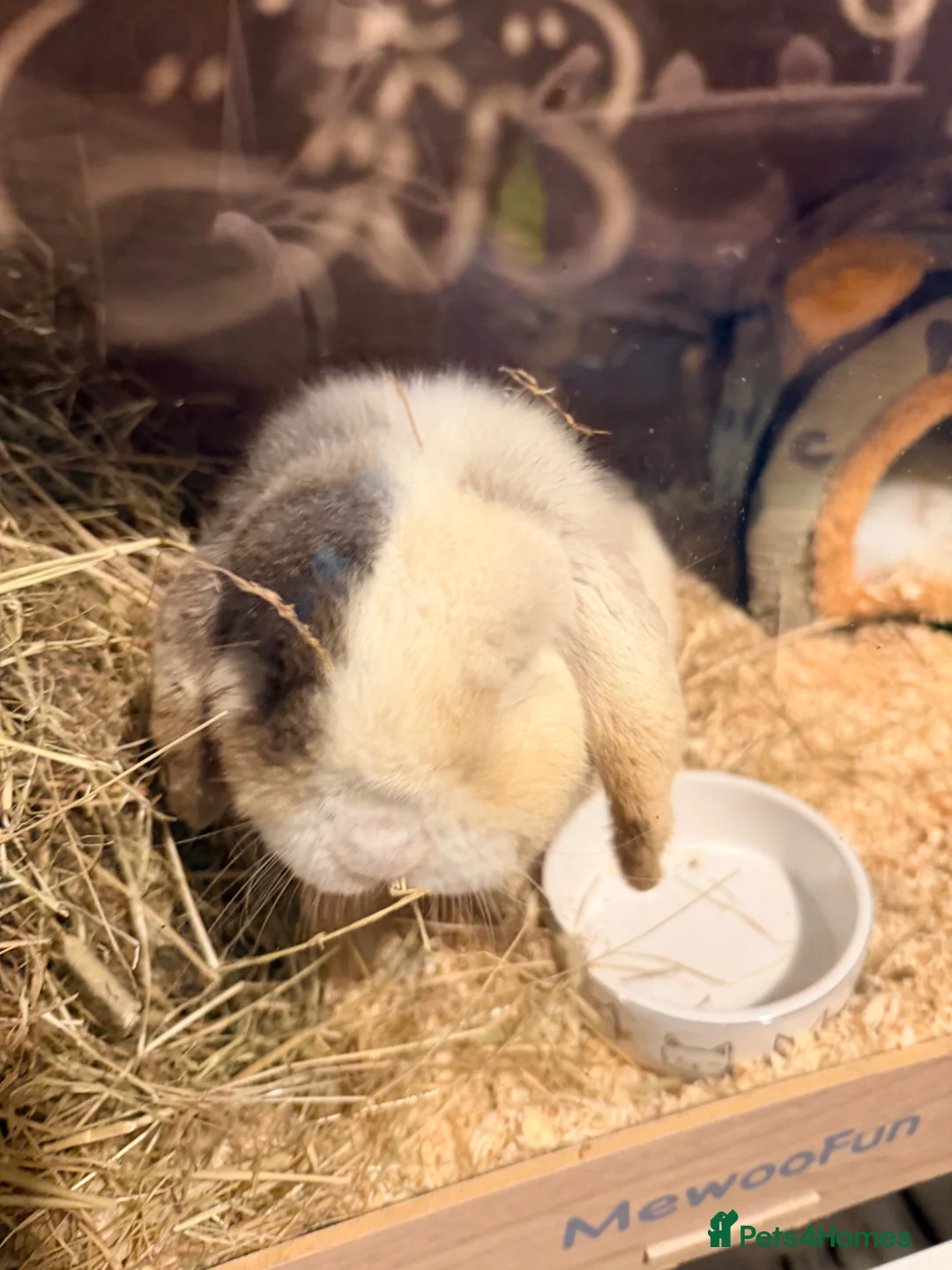 Mixed Breed rabbits for sale: Lop rabbit and 2 guinea pigs - Advert 2