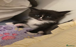 Maine Coon cats for sale: Maine Coon X Ragdoll  - Advert 19