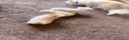 Pomeranian dogs for sale: Beautiful pomchis looking for a loving home  - Advert 13