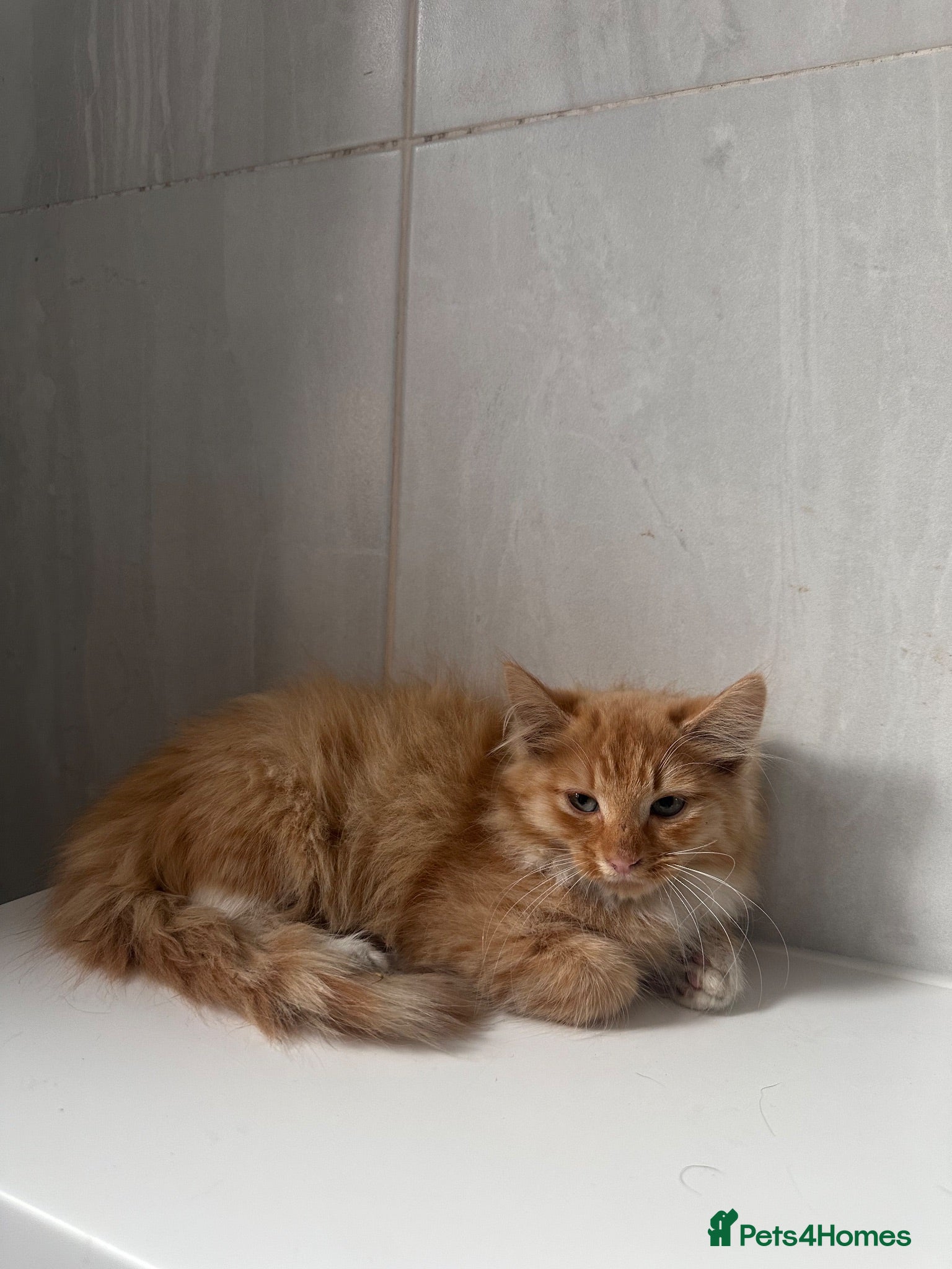 Mixed Breed cats Beautiful Ginger kittens for sale  - Advert 2