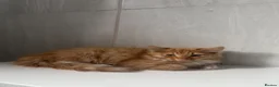 Mixed Breed cats for sale: Beautiful Ginger kittens for sale  - Advert 1