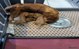 Cavalier King Charles Spaniel dogs for sale: Stunning Deep Ruby Cavalier king Charles puppies  - Image 4