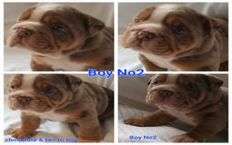 English Bulldog dogs for sale: Dwkc englìsh bulldog puppies  - Image 37