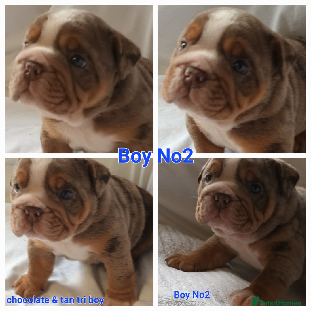 English Bulldog dogs for sale: Dwkc englìsh bulldog puppies  - Image 37