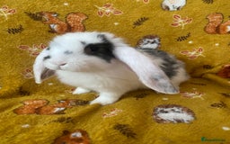 French Lop rabbits for sale: Brc rung Giant French lop rabbits for sale  - Image 7