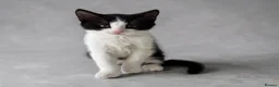 Persian cats for sale: Four gorgeous kitten for sale  - Advert 3