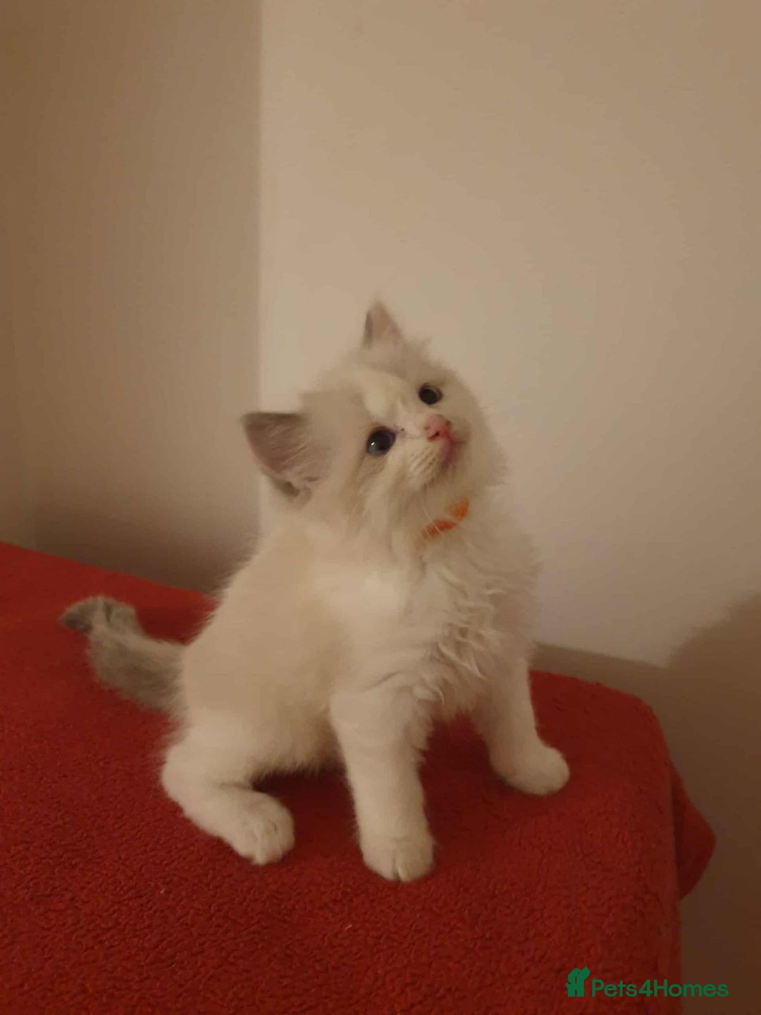 Ragdoll cats for sale: Ragdoll kittens  - Image 13