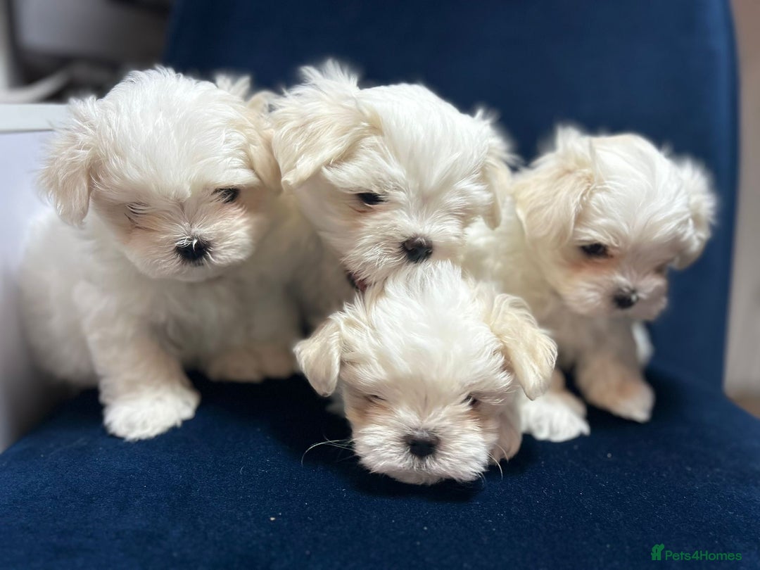 Maltese dogs for sale: Korean Maltese - 2 boys available  - Advert 11