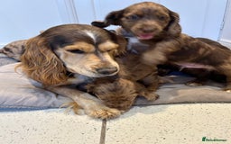 Cocker Spaniel dogs for sale: Super rare and unique show type dna tested Kc reg  - Image 2