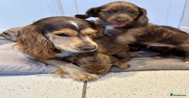 Cocker Spaniel dogs - Advert 16