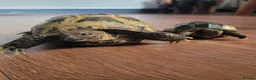 Tortoise reptiles for sale: Two horsefield tortoises  - Advert 3