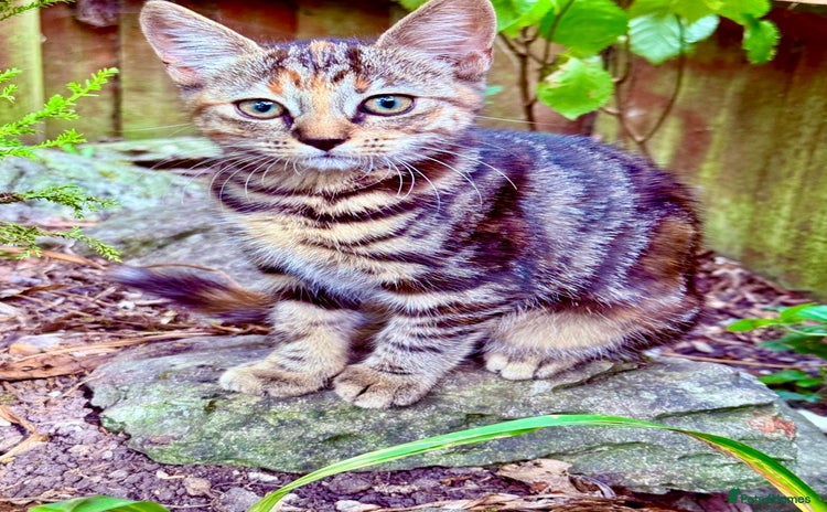 Mixed Breed cats - Advert 1