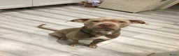 Staffordshire Bull Terrier dogs for sale: This is leo  - Advert 6