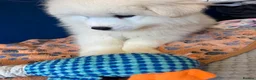 Samoyed dogs for sale: 🐾puppies are ready for new happy homes🐾 - Advert 3