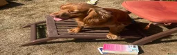 Cocker Spaniel dogs for stud: KC Registered Working Cocker Spaniel Stud Dog DN9 in Doncaster - Advert 6