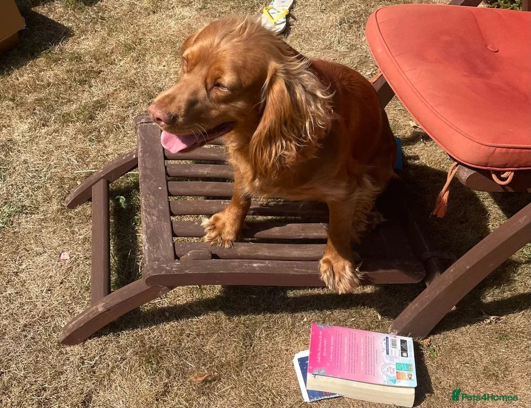 Cocker Spaniel dogs for stud: KC Registered Working Cocker Spaniel Stud Dog DN9 in Doncaster - Advert 6