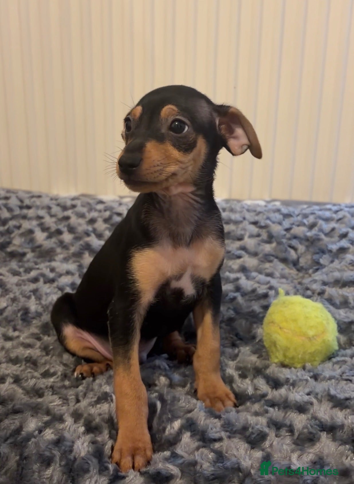 Mixed Breed dogs Beautiful Black & Tan Miniature Pinscher Puppies - Advert 2