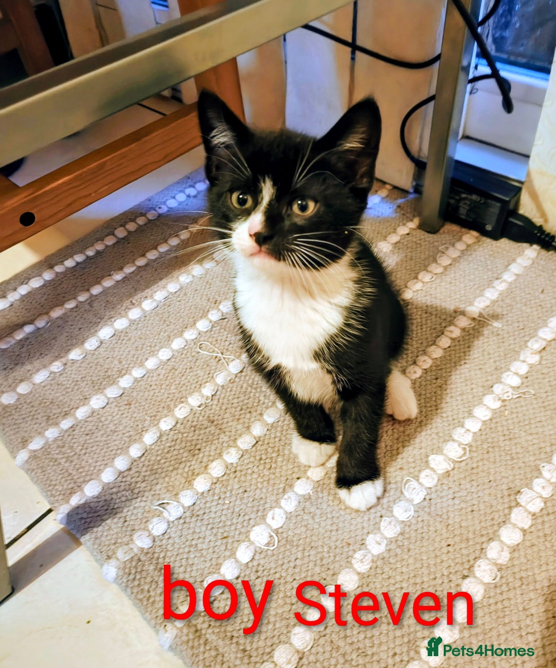 Mixed Breed cats for sale: Lovely black kitten - Image 1