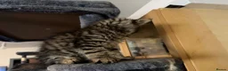 Maine Coon cats for sale: Gorgeous Maine Coon X Kittens Ready Now! 🐾 - Advert 14