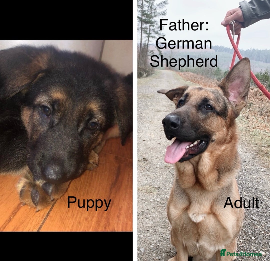 Mixed Breed dogs for sale: Golden Retriever/ German Shepherd puppies  - Image 13