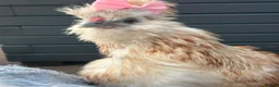 Chickens poultry for sale: 3 beautiful female silkies  - Advert 10