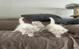 British Shorthair cats for sale: White SHD Kittens for sale - Image 2