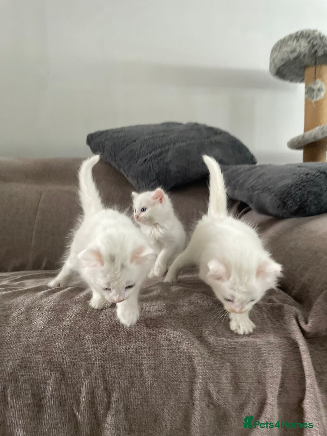 British Shorthair cats for sale: White SHD Kittens for sale - Image 2