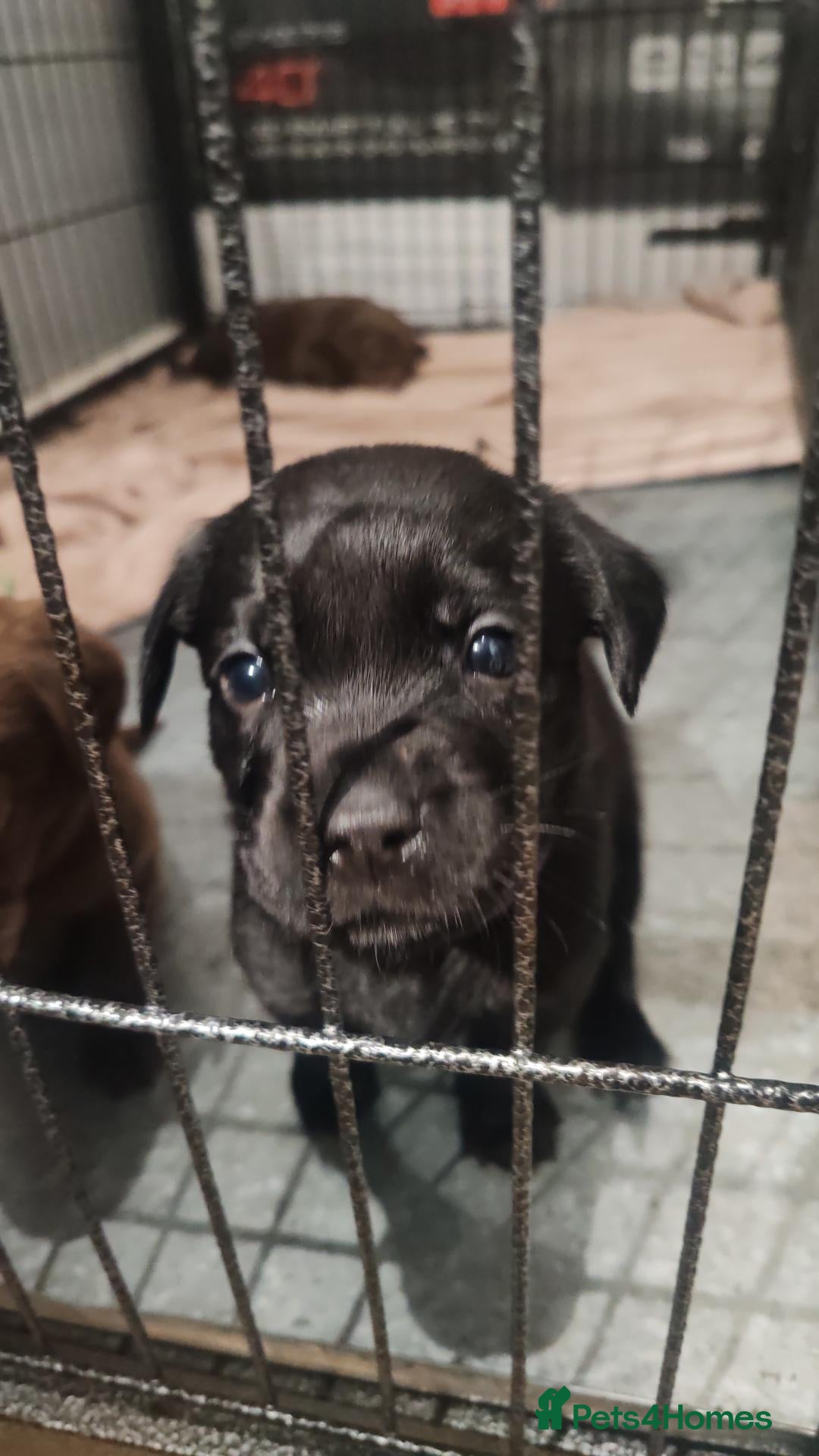 Labrador Retriever dogs Beautiful first litter of ten Labrador puppies  - Advert 15